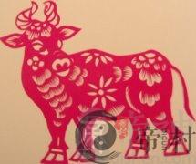 十八日生属牛人命运好吗？