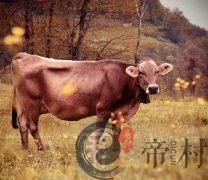 初六日生属牛人命运好吗？