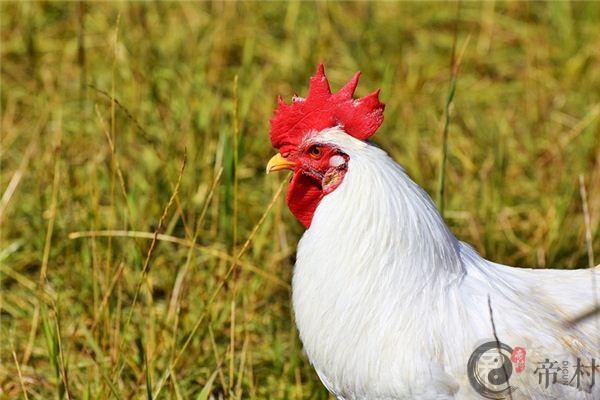 69年属鸡人50岁后运气如何