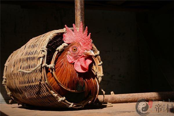 属鸡跟什么属相犯冲