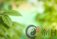 12种植物摆放技巧 植物旺财风水大讲究