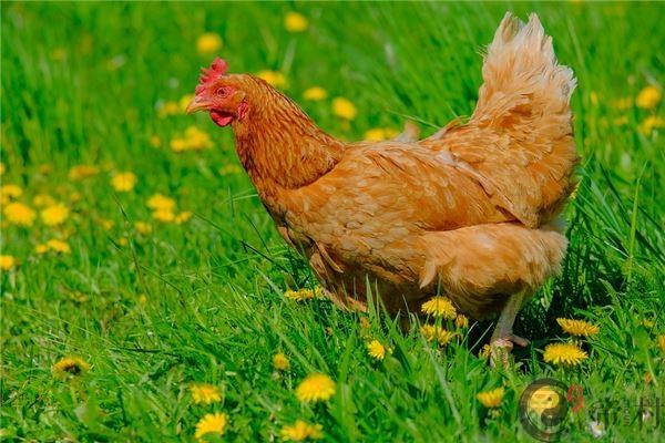 运势大全：2019年属鸡运势分析