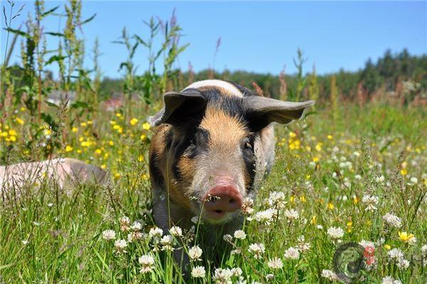 2019年生肖猪每月运程