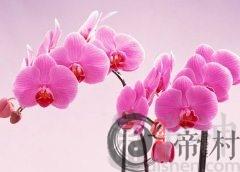 鲜花在家居风水中有啥作用 五行属火选择颜色与对应的方位风水有