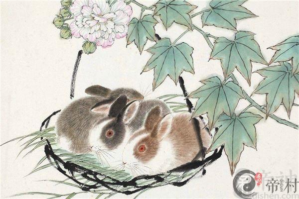 如何看待属兔的性格