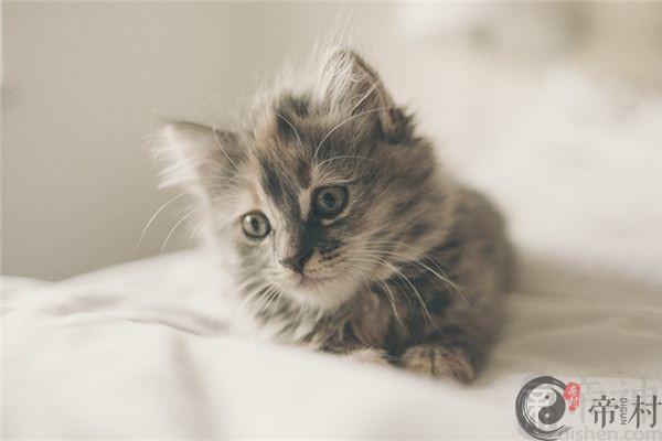 属鼠的人适合养猫吗