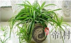 家居风水：植物和屏风使用多注意