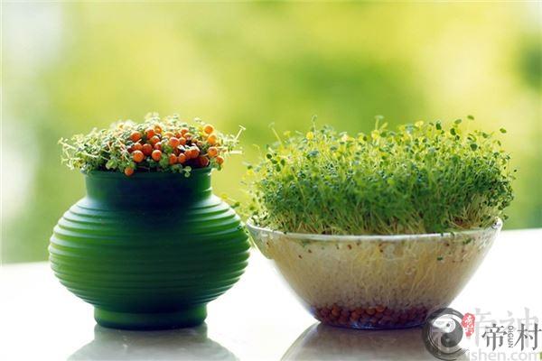办公桌摆放风水植物