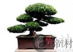 罗汉松种植的风水学问