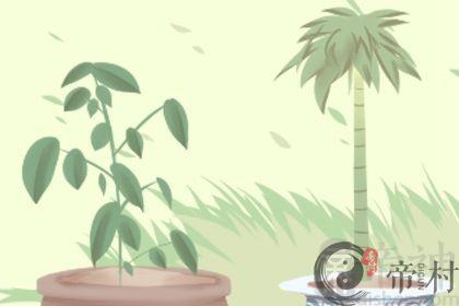 床头柜放什么植物好 有推荐吗