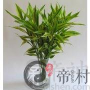 富贵竹可以放卧室吗