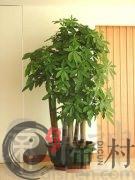 发财树风水