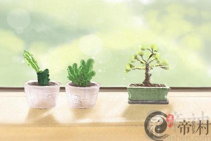植物风水：招财树的作用