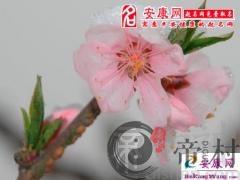 找到好桃花的小秘法！(图文)