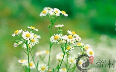 属鸡寅时出生的男孩命好不好，哪个时辰出生最好