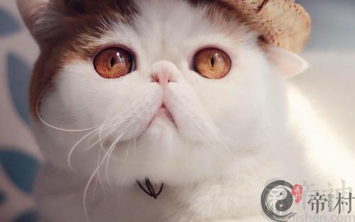 这几个属相的人不适合养猫 养猫的禁忌解析
