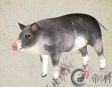 男猪女鼠适合做夫妻吗 男猪女鼠婚配宜忌