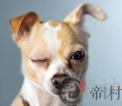 属狗人不同月份出生的命运如何
