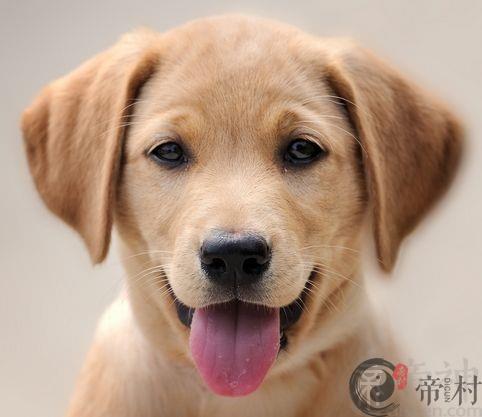 属狗人2018年农历八月运势