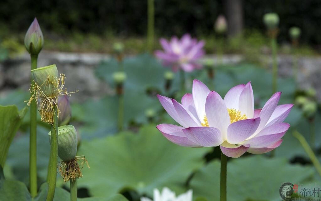 2019年3月属牛的能遇上贵人吗， 如何提升贵人运