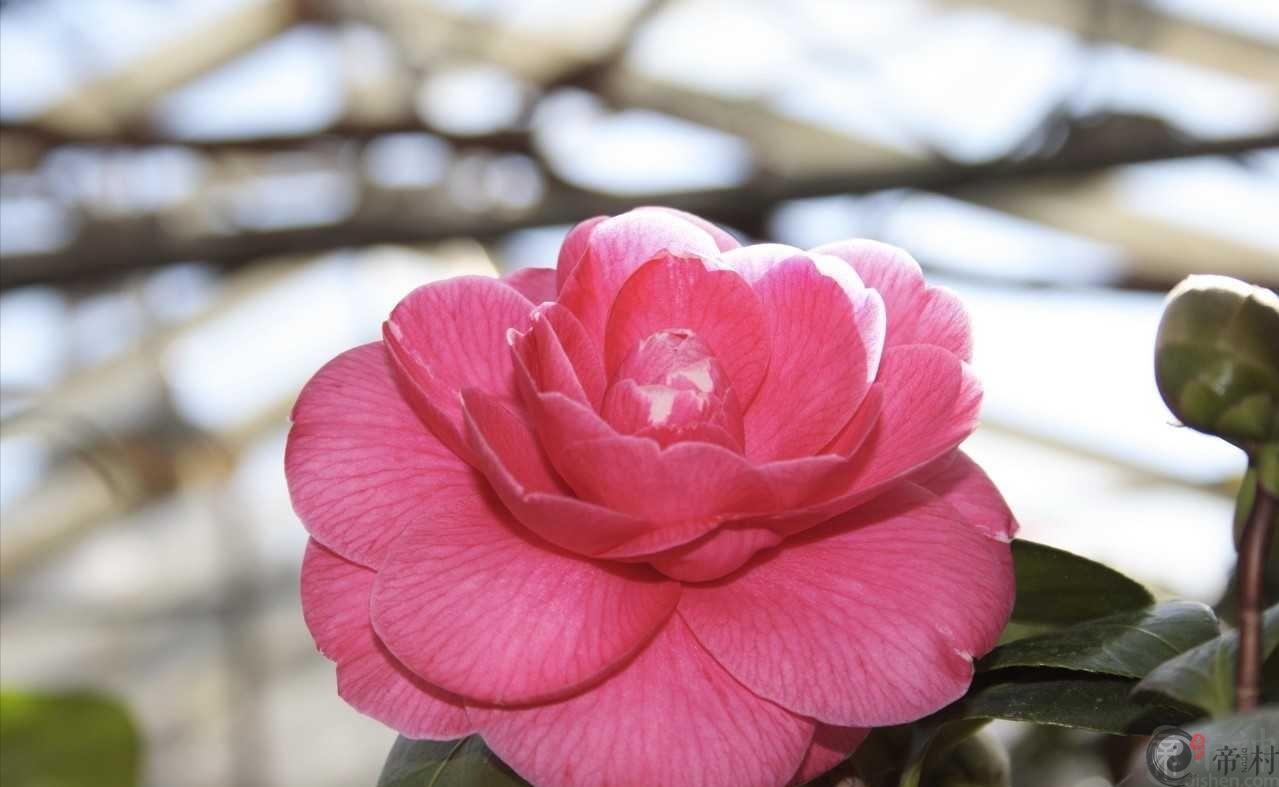 属牛的妈妈2019年生孩子好吗，适合怀孕吗