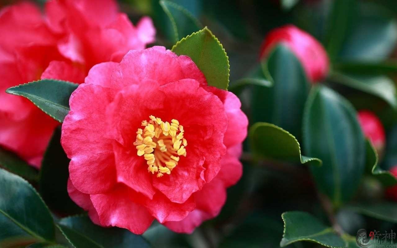 属牛的妈妈2019年怀孕好吗，几月怀孕好