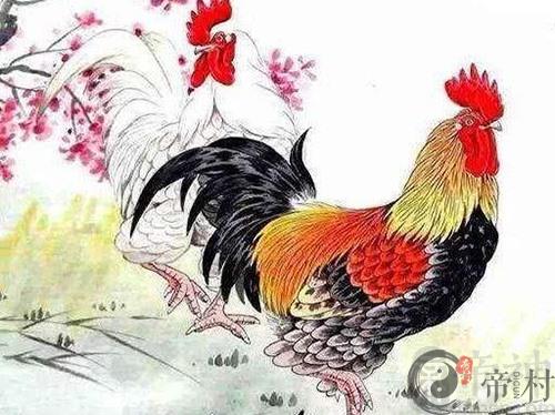 生肖鸡本周综合生肖运势如何（2020.1.20-1.26）