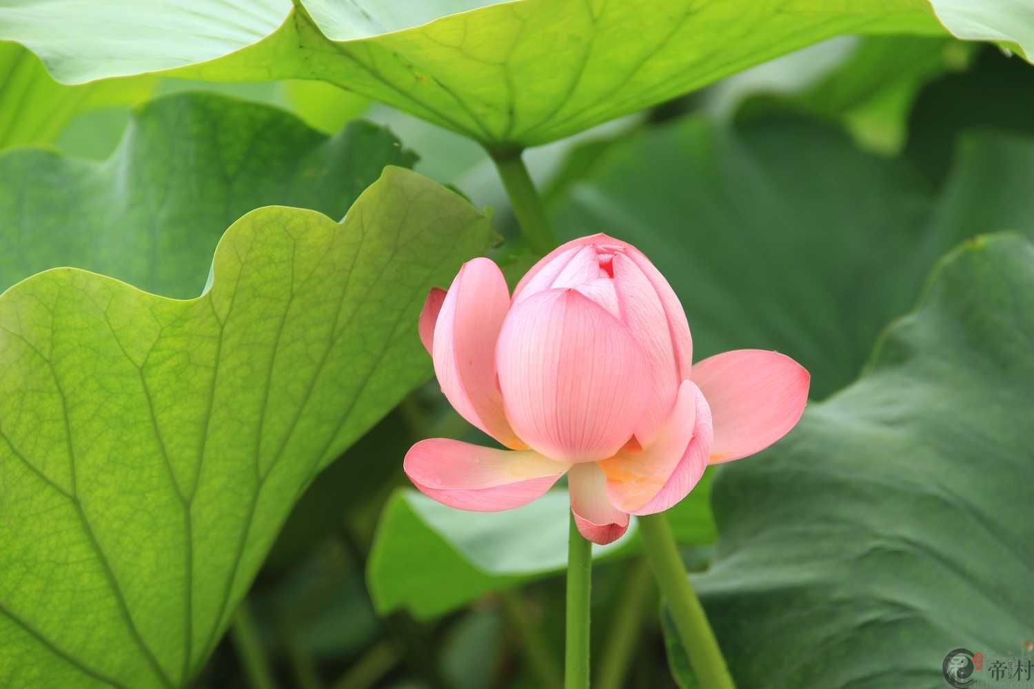 2019年属猪的人命运好不好