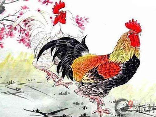 生肖鸡本周综合生肖运势如何（2020.10.26-11.01）