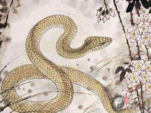 属蛇的今年多大，属蛇的今年多少岁及运势