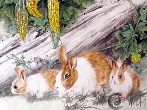 生肖兔本周综合生肖运势如何（2021.1.18-1.24）