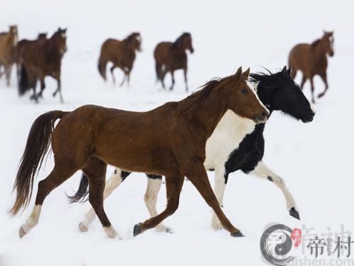 生肖马暗恋一个人会怎么样