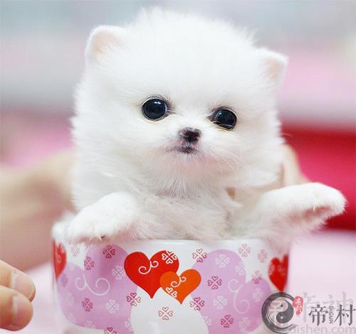 狗上门有什么寓意的吗 狗上门的影响解析
