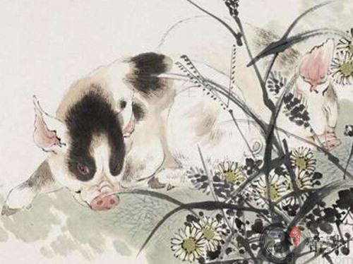 生肖猪本周整体生肖运势（2019.11.18-11.24）