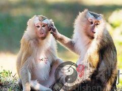 为什么说属猴女很有心机(图文)