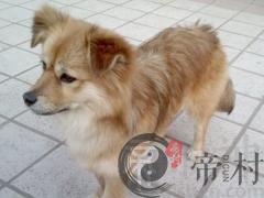 生肖狗几月命苦(图文)