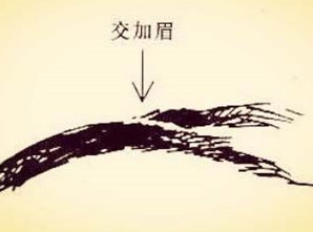 面相分析什么是交加眉