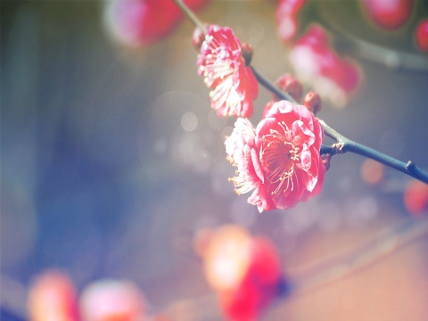 白蜡金命是什么意思