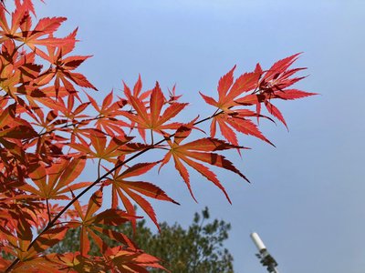 2019年9月出生的女孩性格如何，9月出生的人命运如何？