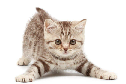 五行缺土人适合养宠物猫吗