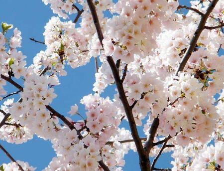 梅花易数排盘是什么？梅花易数排盘卦象解析