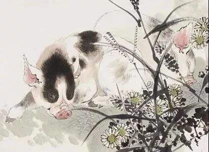 猪年5月出生的猪宝宝命运如何？