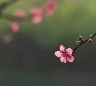 生肖牛的人和生肖兔的人八字相合吗？