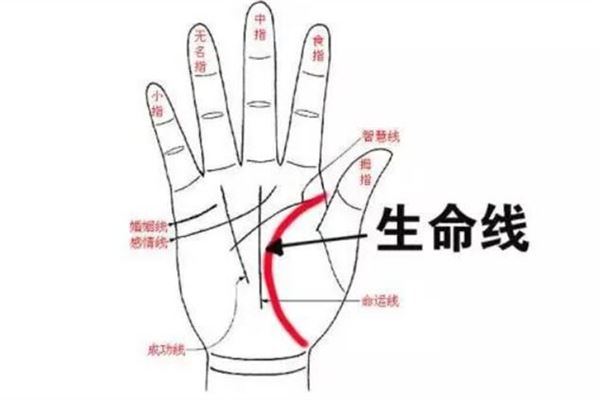 手相生命线分支含义