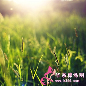 详解戊戌平地木的具体含义