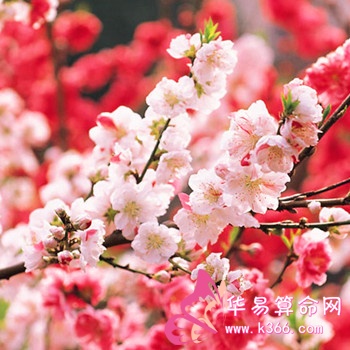 命犯桃花是什么意思