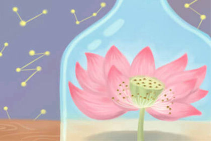 旺财关键点：家中财位能放发财树吗