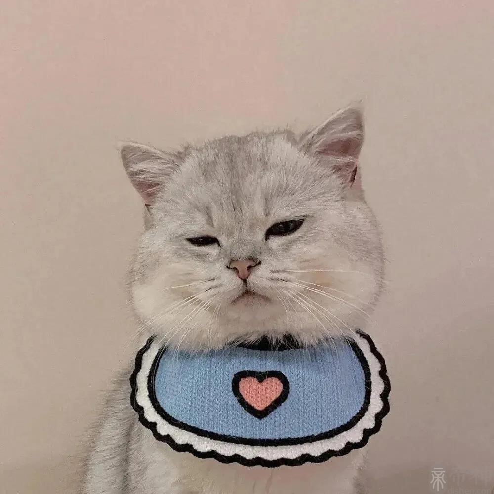 高贵宠物猫咪名字大全神秘感异域风情