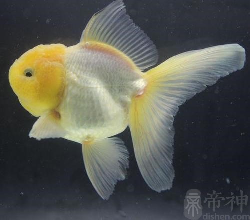 给宠物鱼取好听的名字有格调有范儿