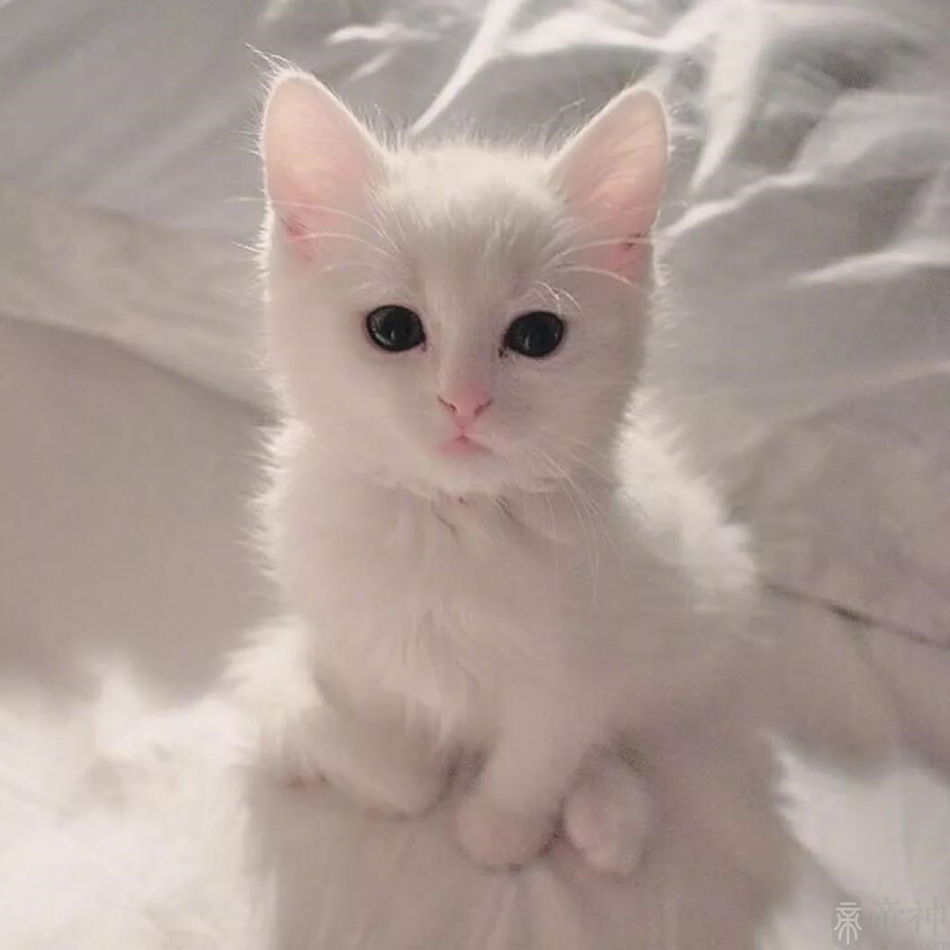 宠物猫个性有寓意名字多福多寿大吉大利